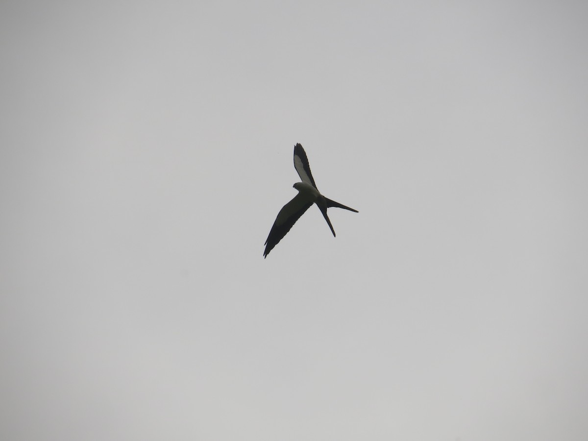Swallow-tailed Kite - ML484447241