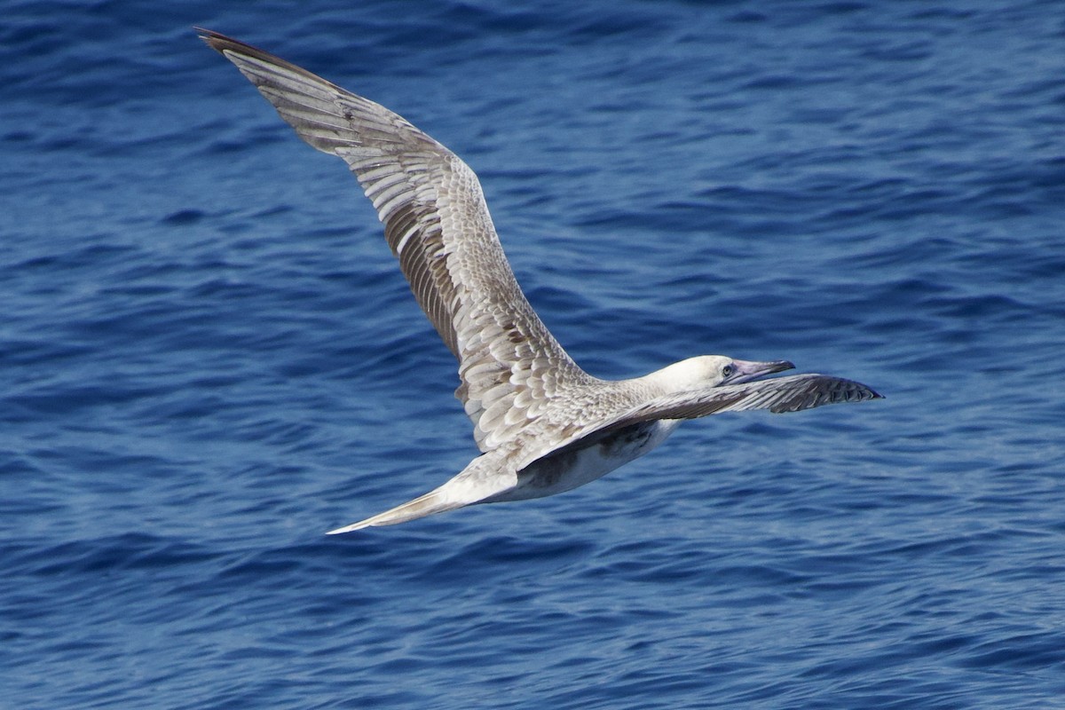 Red-footed Booby - ML484451661