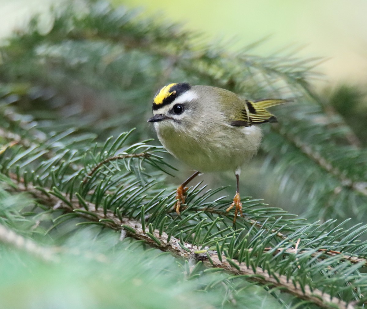Golden-crowned Kinglet - Sally Veach