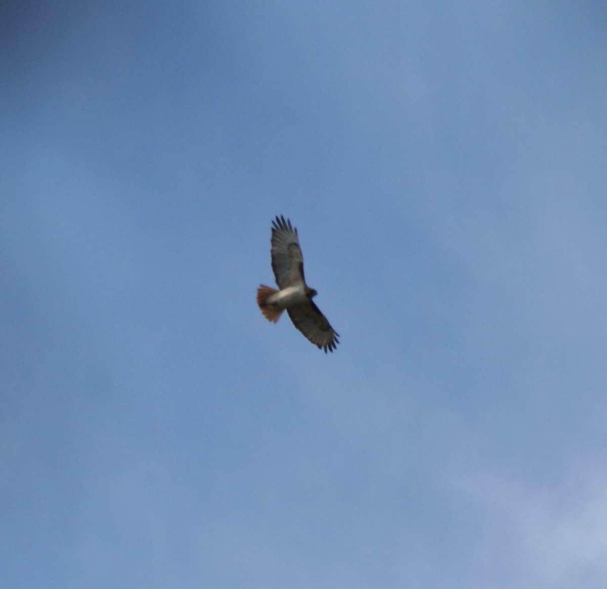 Red-tailed Hawk - ML48445361