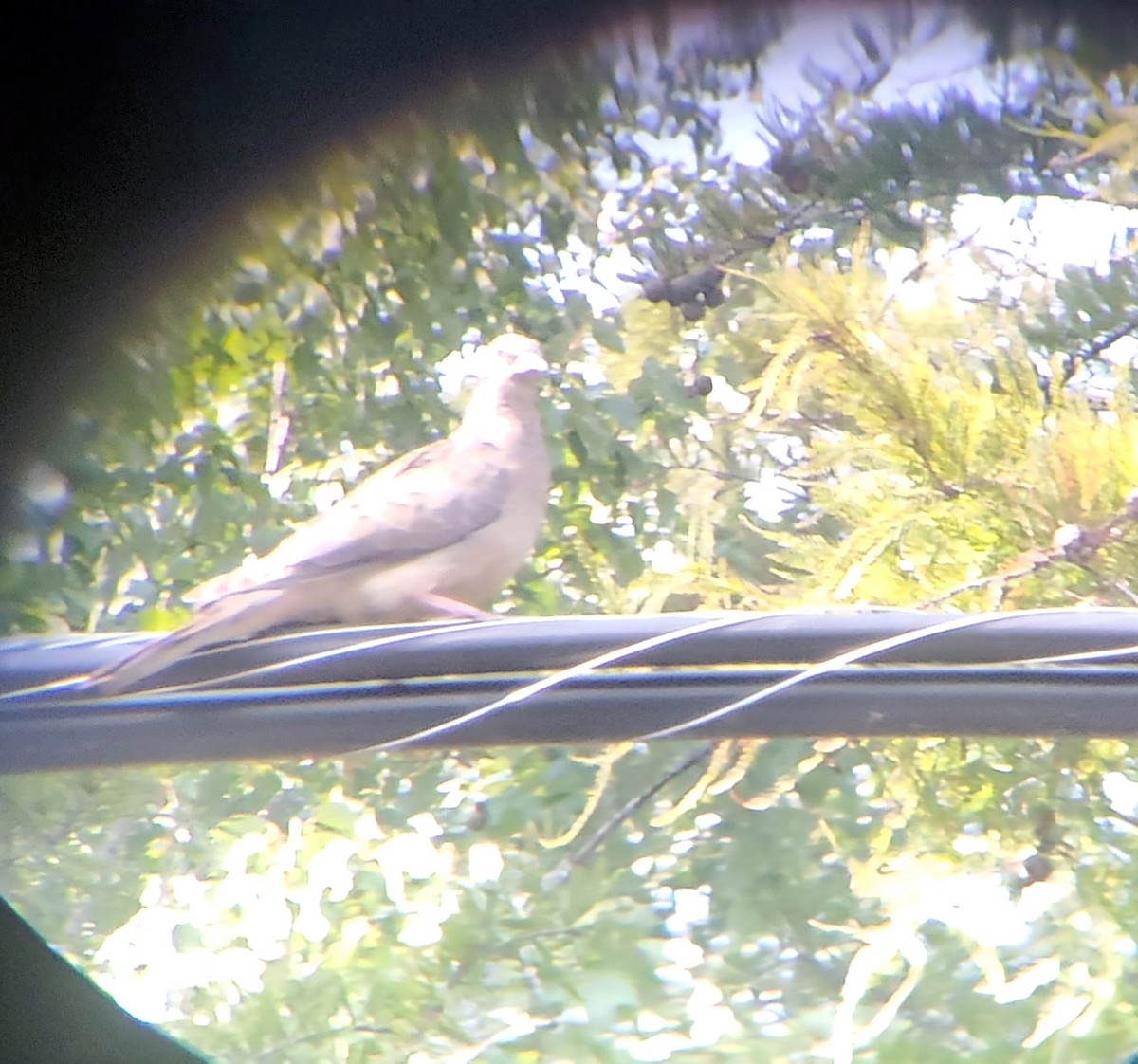 eBird Checklist 15 Sep 2022 Stumpy Lake Natural Area 23 species