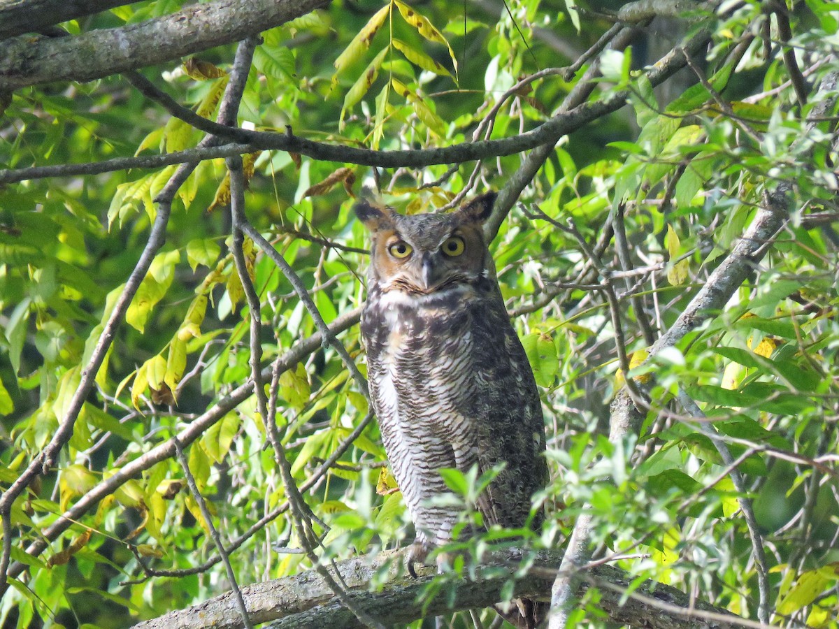 eBird Checklist - 15 Sep 2022 - Badertscher Preserve - 28 species