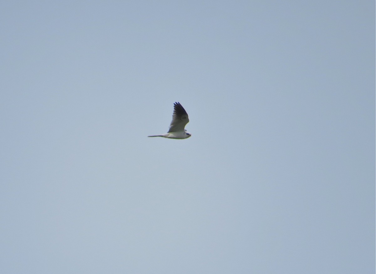White-tailed Kite - Adam Dudley