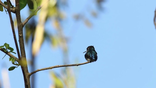 Bee Hummingbird - ML484457