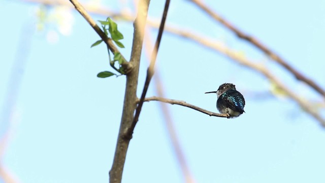 Bee Hummingbird - ML484458