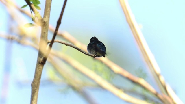 Bee Hummingbird - ML484459