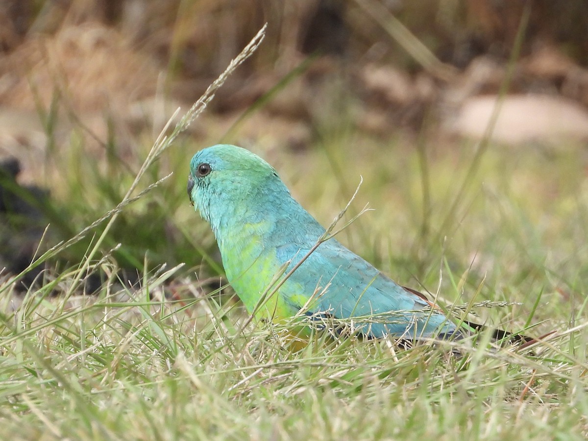 Red-rumped Parrot - ML484461131