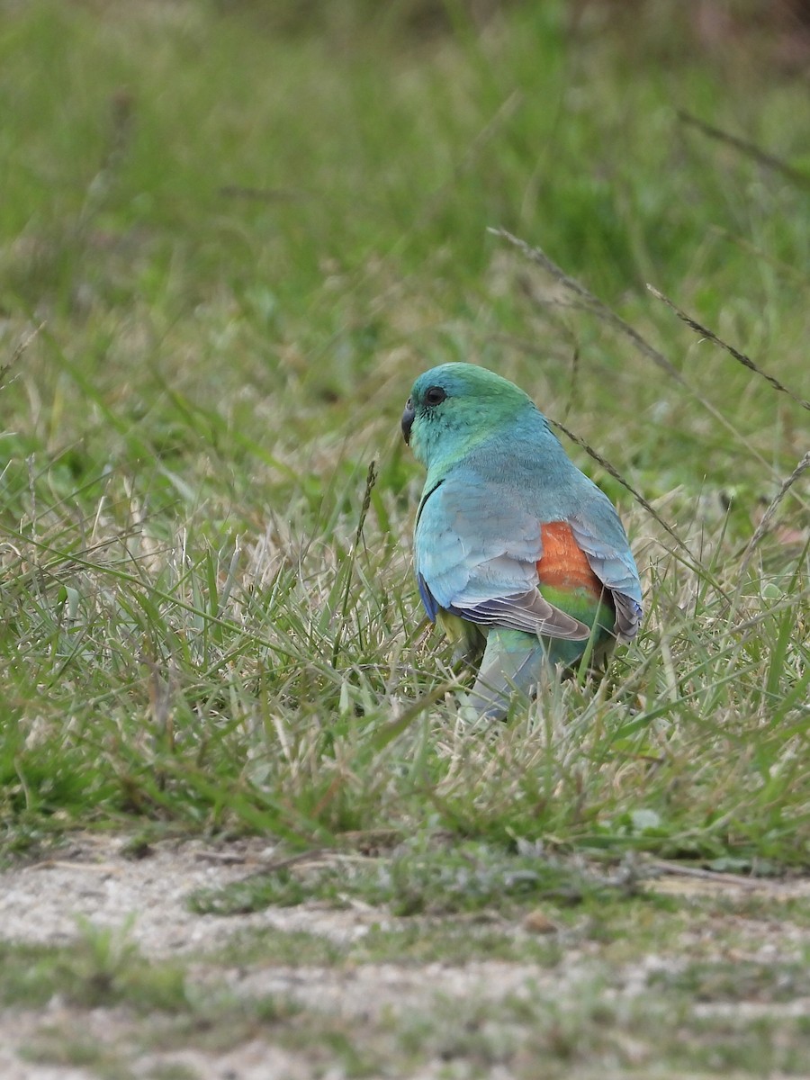Red-rumped Parrot - ML484461141