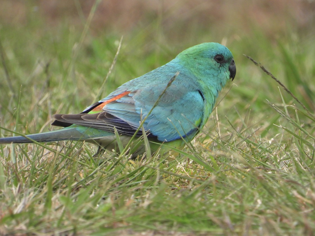 Red-rumped Parrot - ML484461161