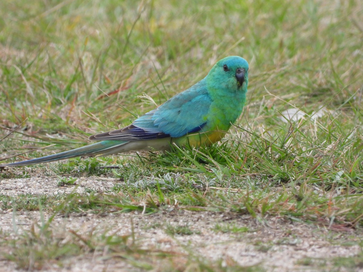 Red-rumped Parrot - ML484461171