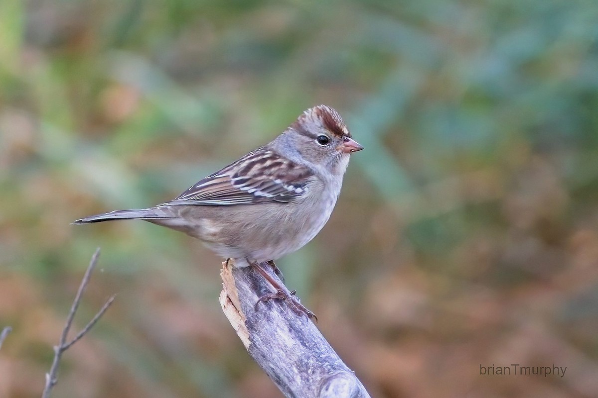 White-crowned Sparrow - ML484461471