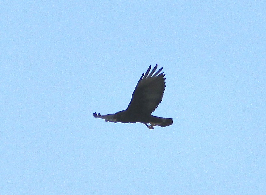 Zone-tailed Hawk - ML484464951