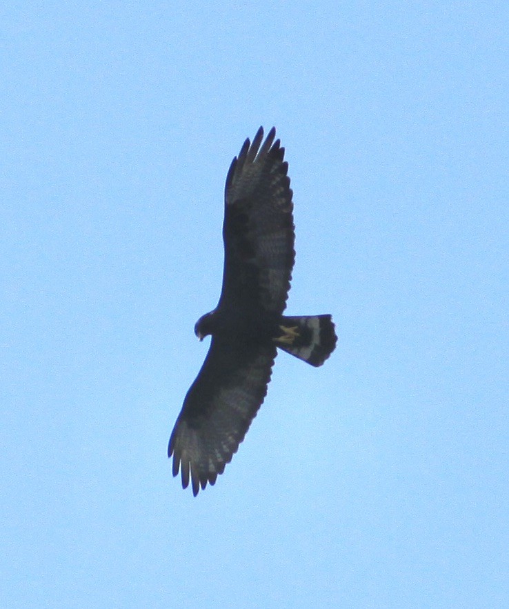 Zone-tailed Hawk - ML484464981