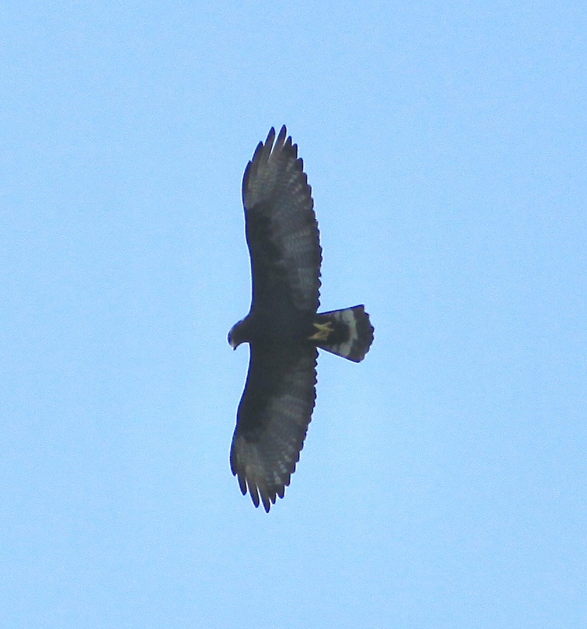 Zone-tailed Hawk - ML484464991