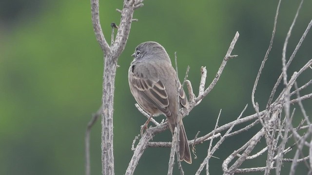 Bell's Sparrow - ML484465951