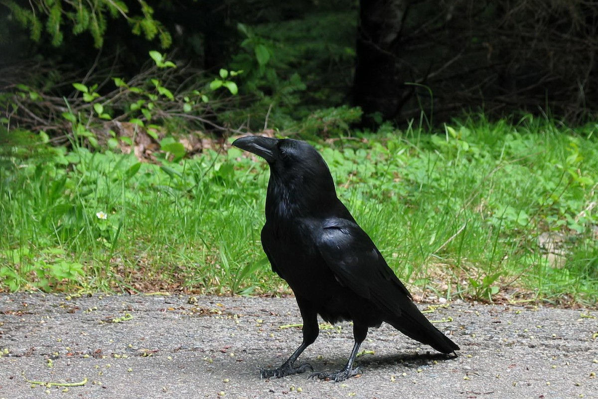 Common Raven - Jennifer Bulava