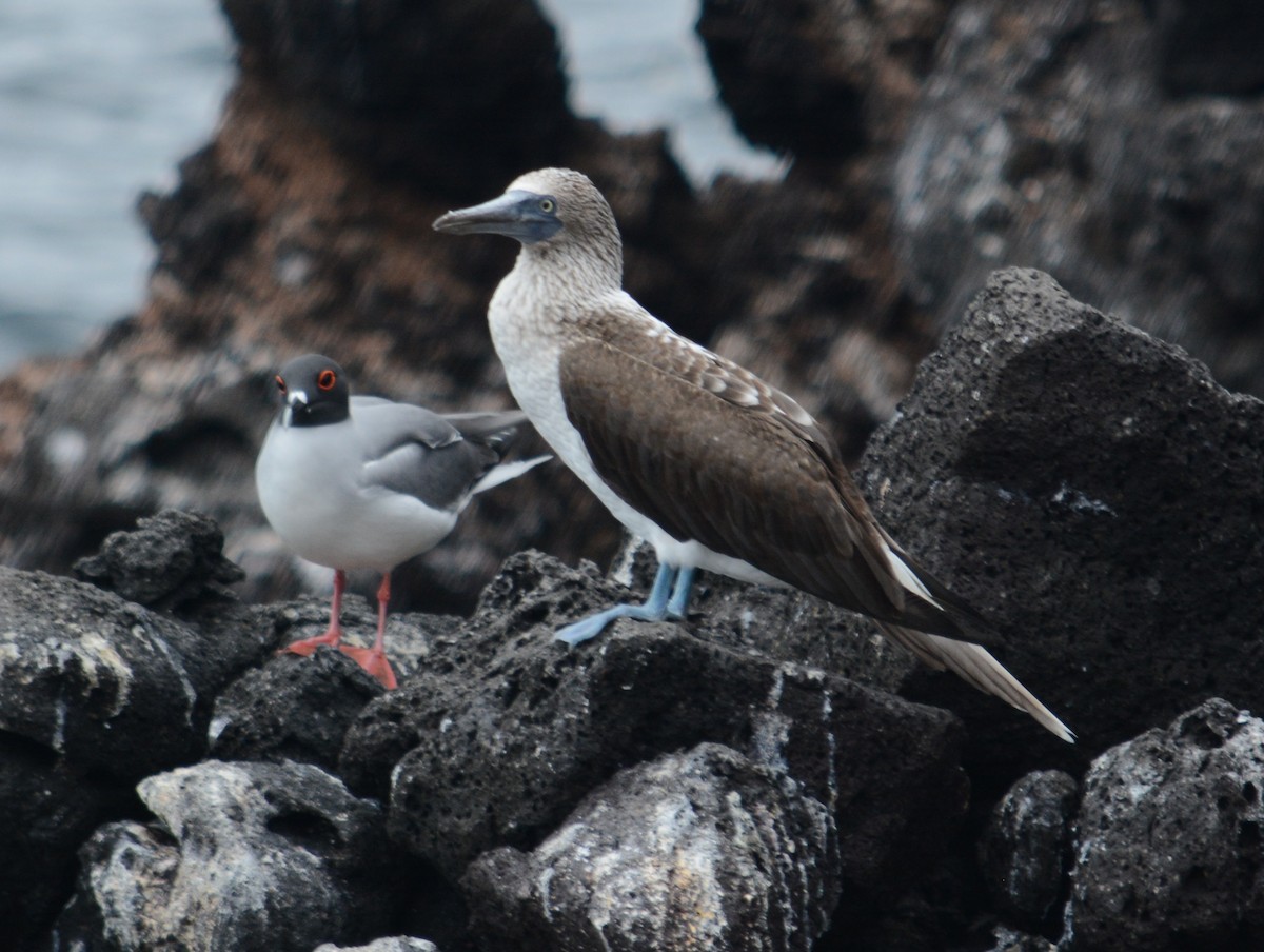 Blue-footed Booby - ML48446981