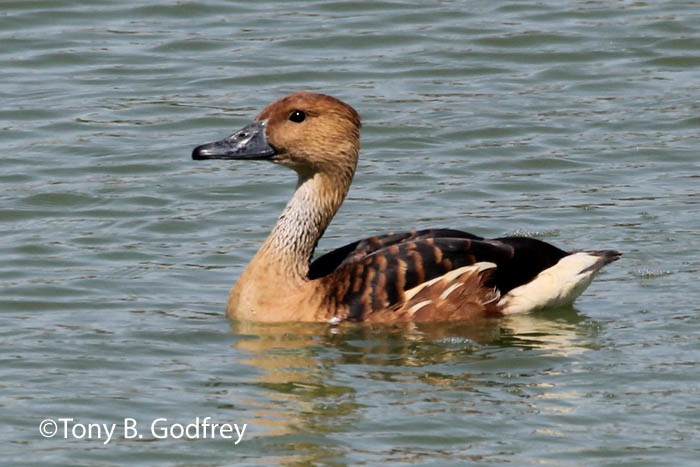 Fulvous Whistling-Duck - ML48447131