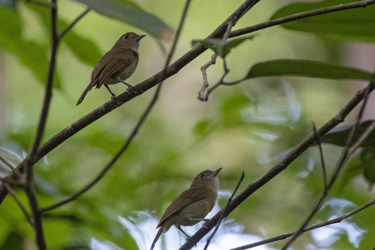 Tawny-crowned Greenlet - ML484471691