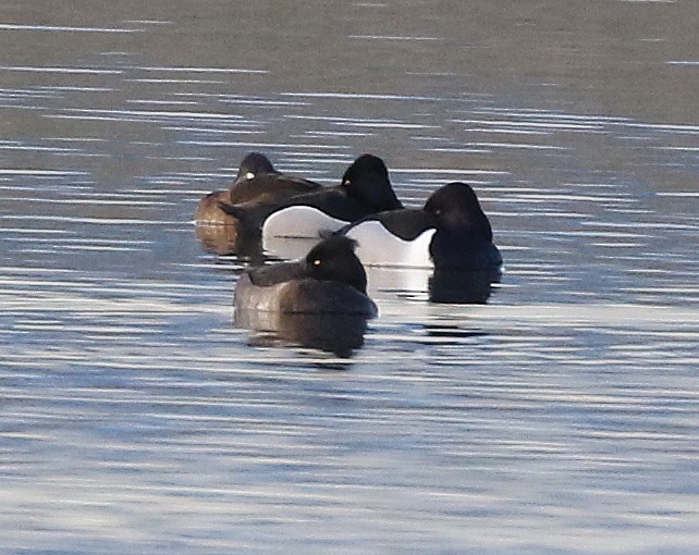 Tufted Duck - ML48447601