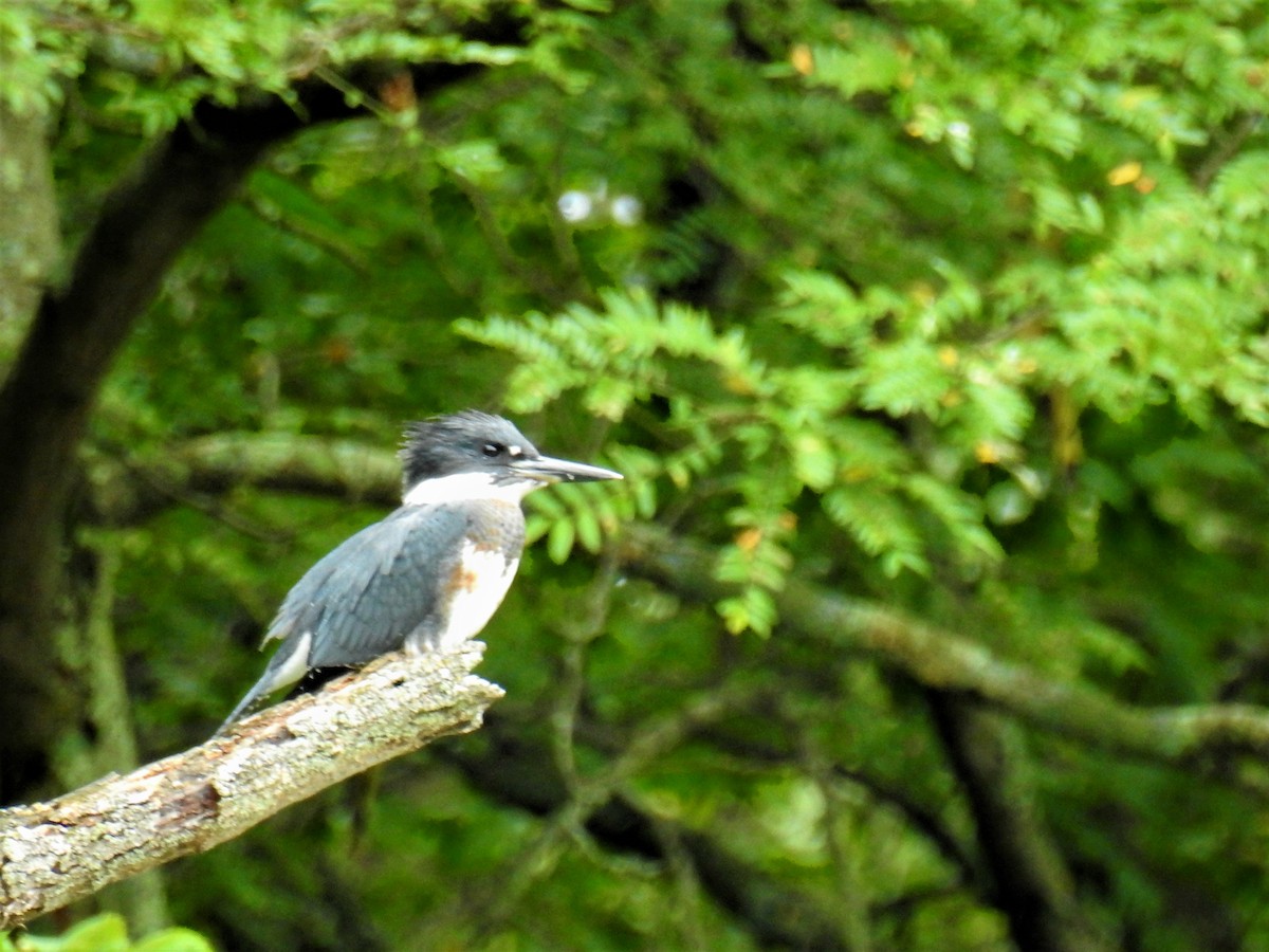 Belted Kingfisher - ML484479221