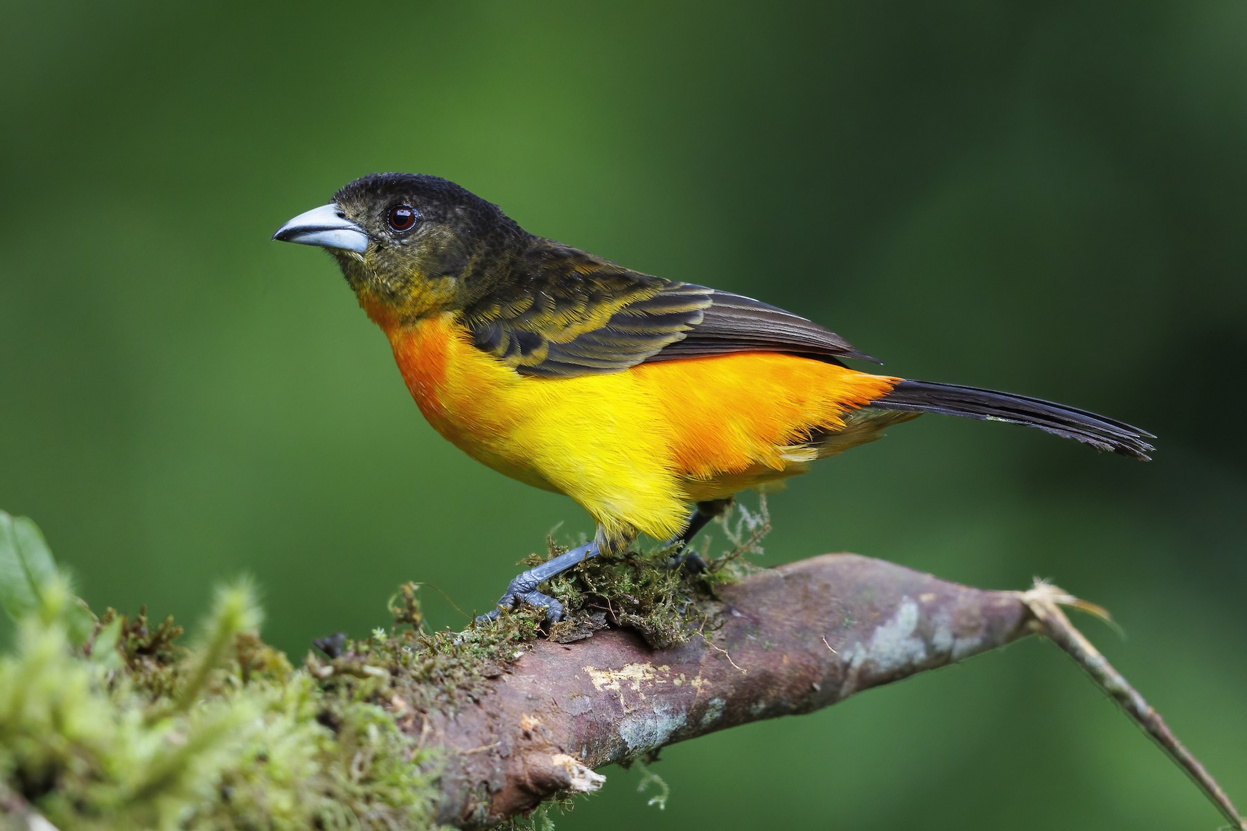 Flame-rumped Tanager (Flame-rumped) - eBird