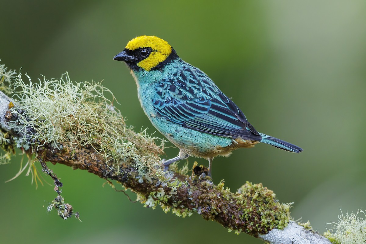 Saffron-crowned Tanager - Peter Hawrylyshyn