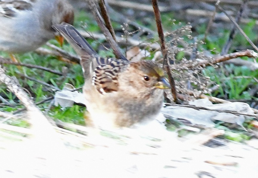 Golden-crowned Sparrow - ML484482691