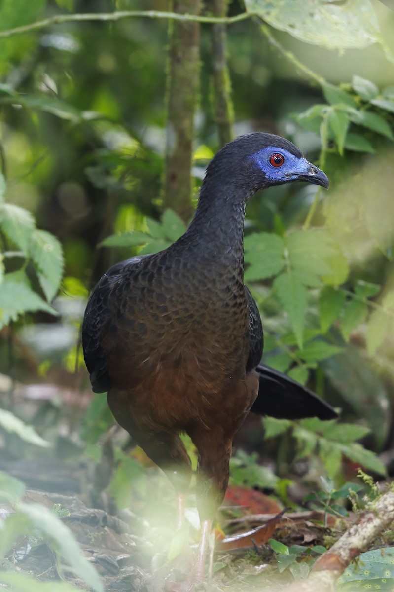 Sickle-winged Guan - ML484485041