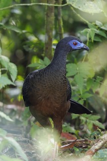 Sickle-winged Guan, ML484485041