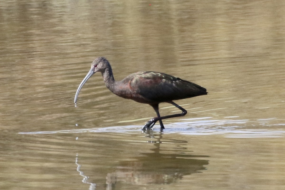 ibis americký - ML484485811