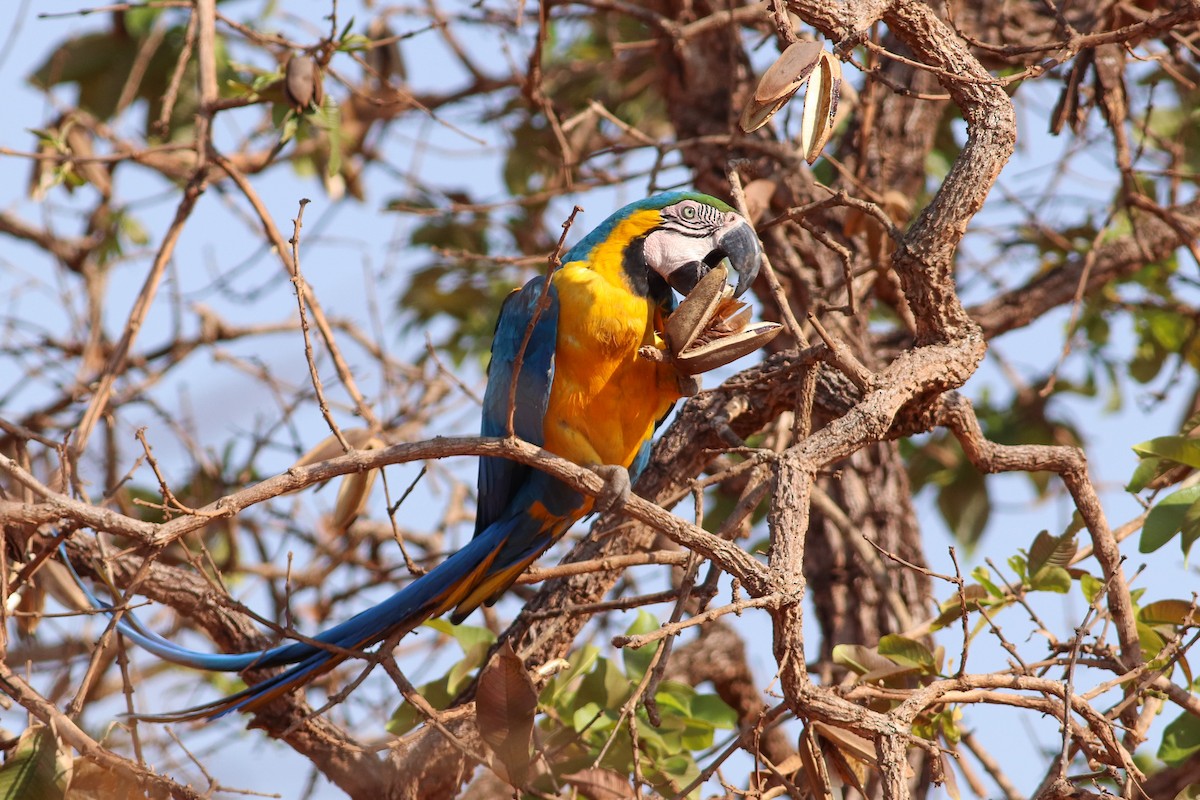 Blue-and-yellow Macaw - Luiz Alberto dos Santos