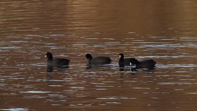  - American Coot (Red-shielded)