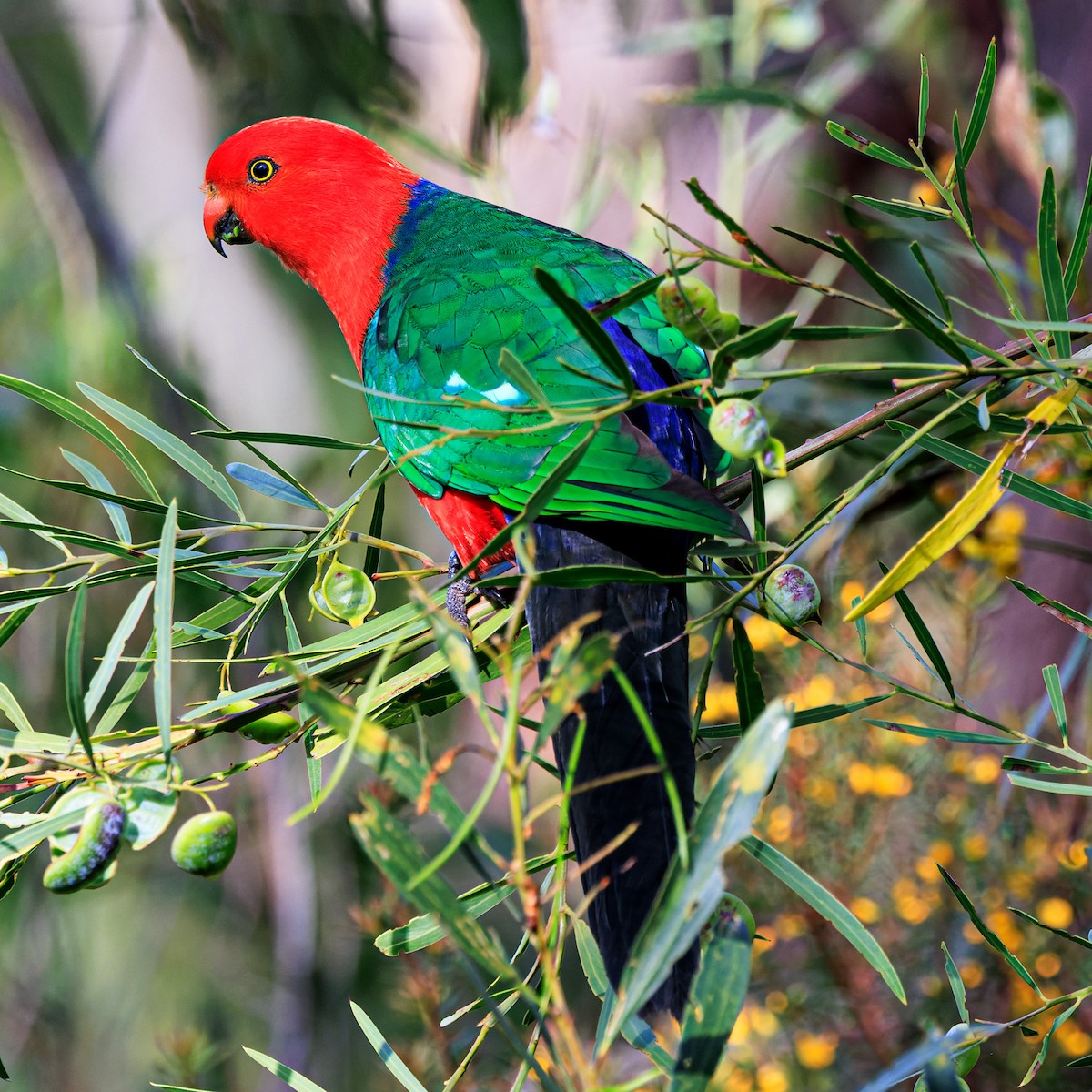 Australian King-Parrot - ML484492711