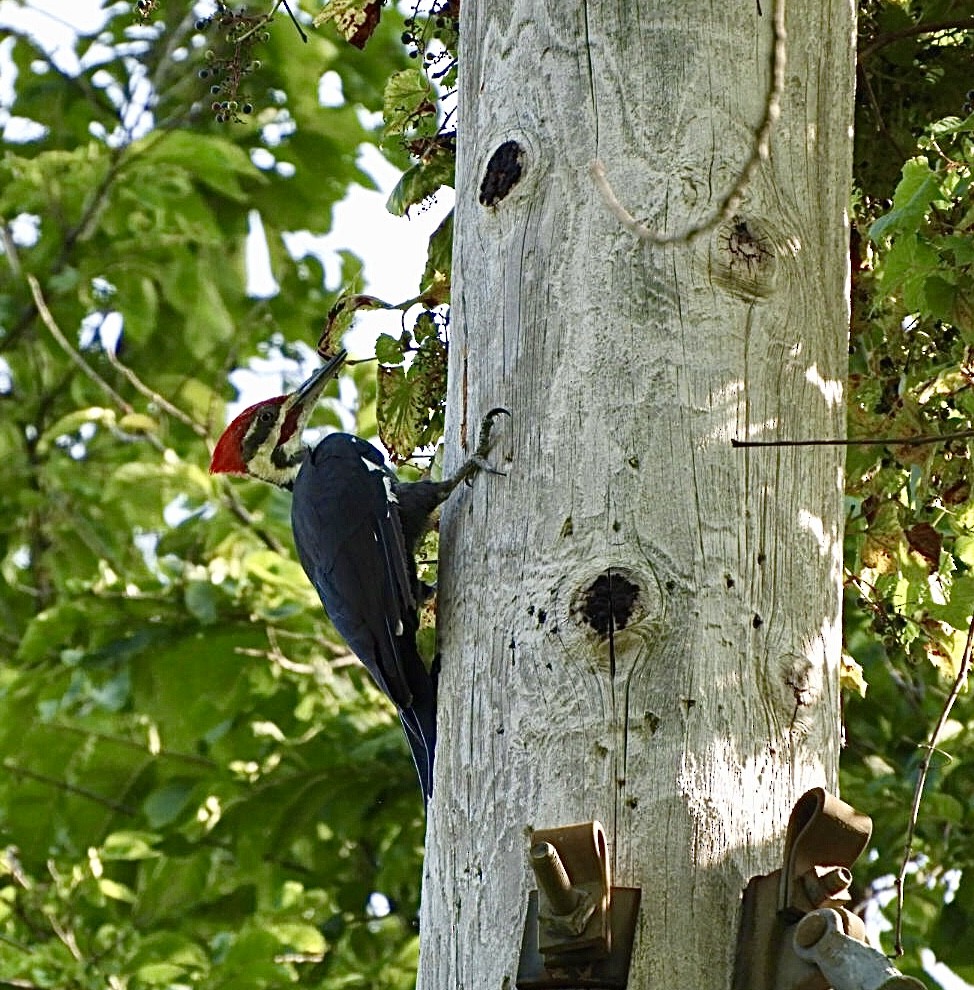 Pileated Woodpecker - ML484496161