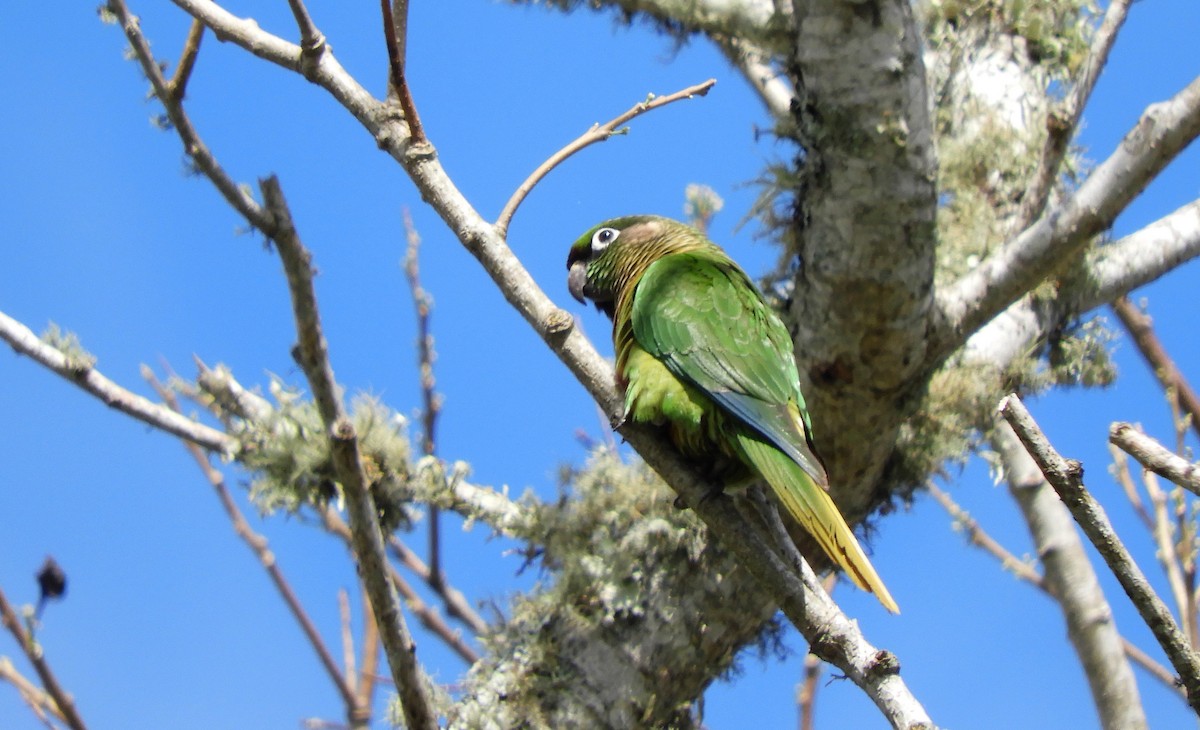 Maroon-bellied Parakeet - Luis Vescia