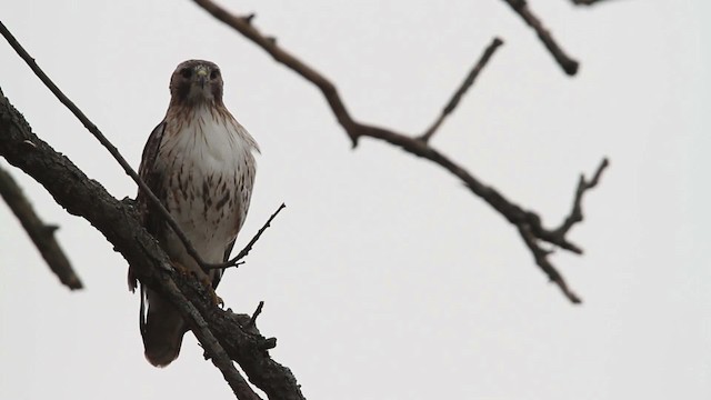 Red-tailed Hawk - ML484501