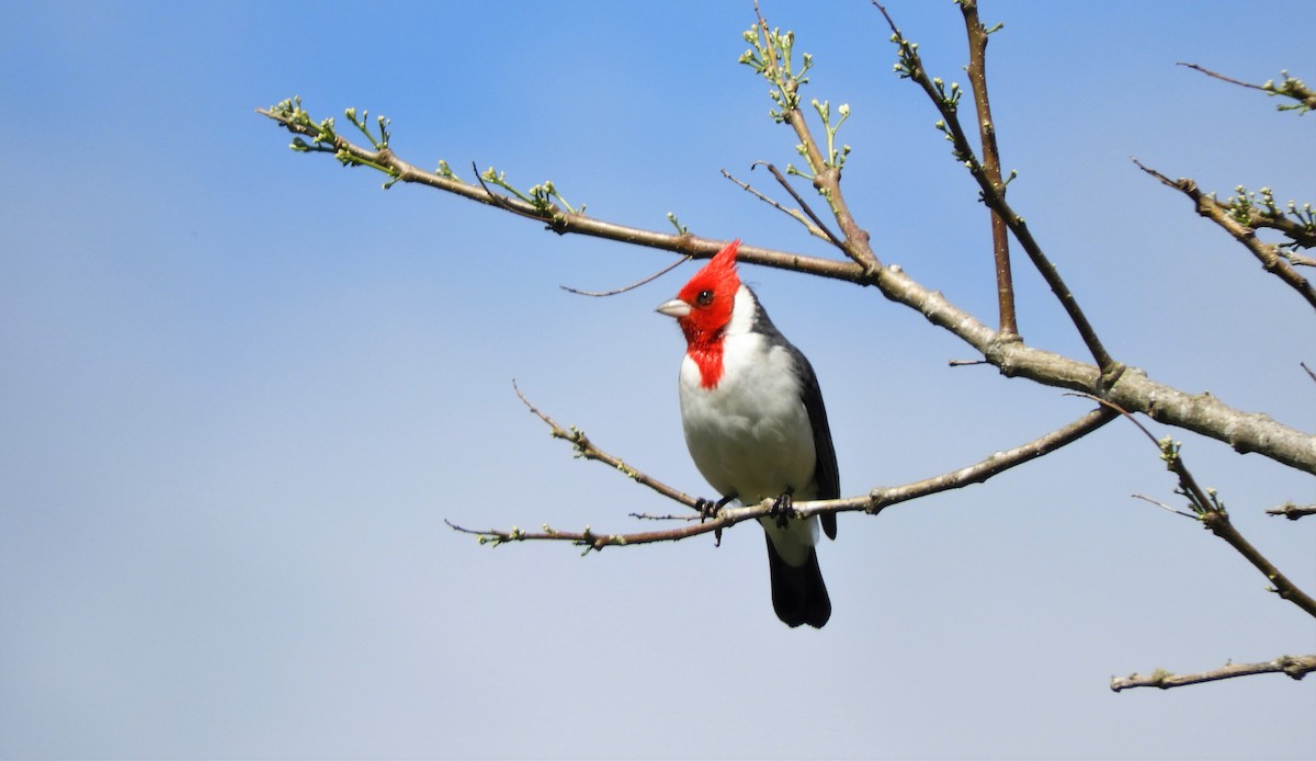 Red-crested Cardinal - Luis Vescia