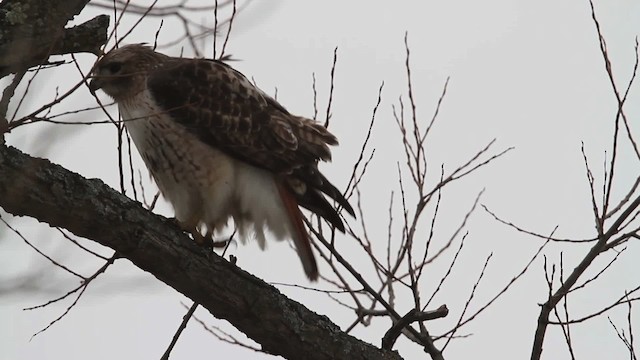 Red-tailed Hawk - ML484504