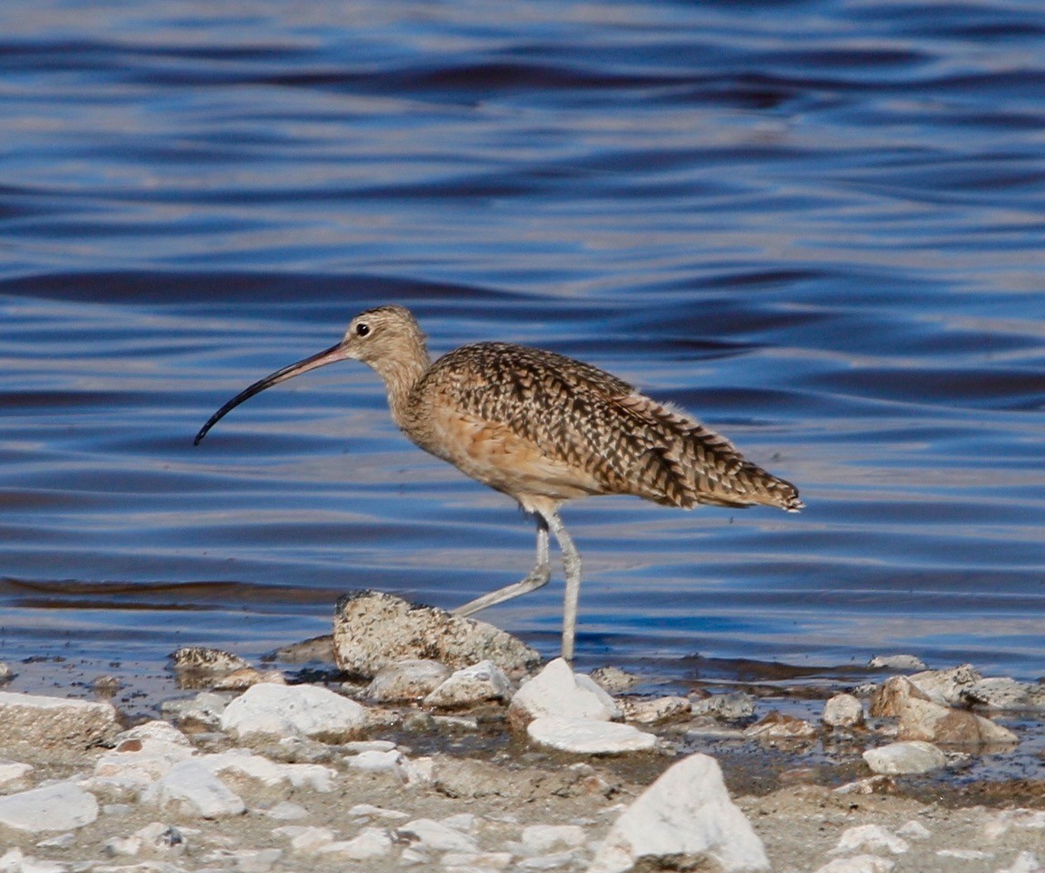 Long-billed Curlew - ML484505151
