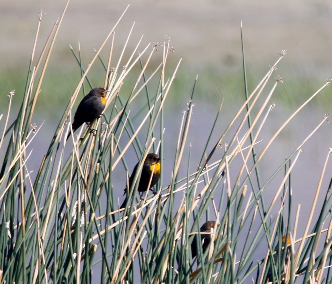 Yellow-headed Blackbird - ML484505451