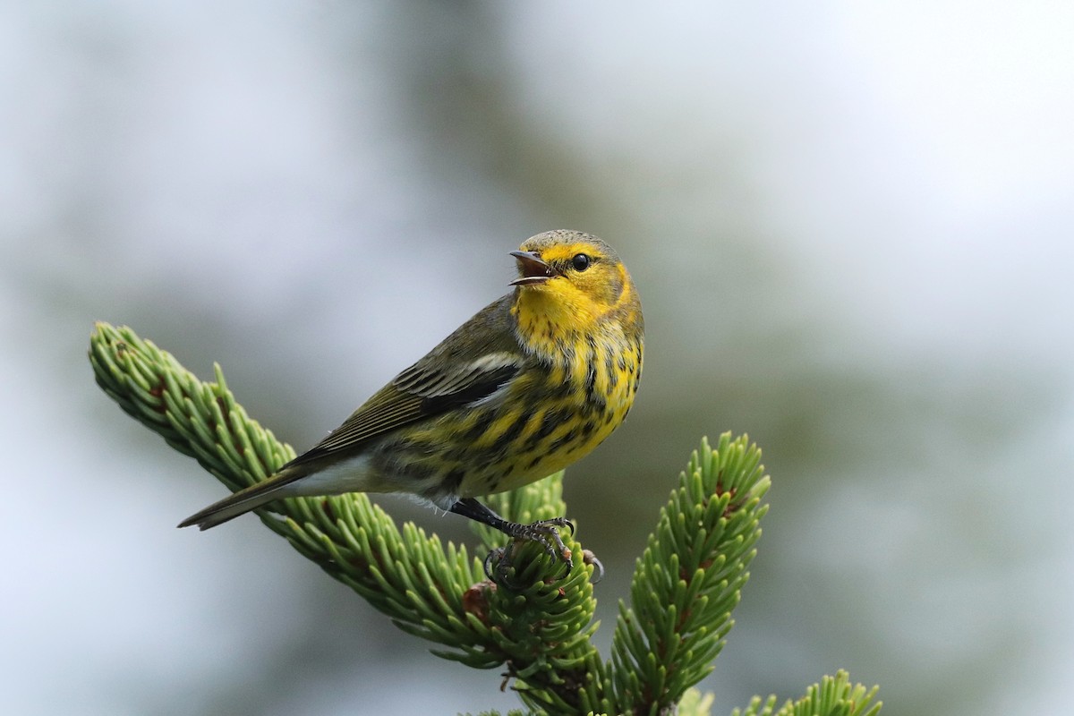 Cape May Warbler - ML484508321