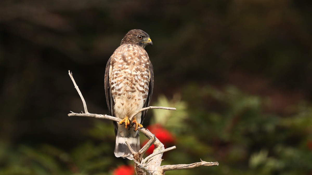 Broad-winged Hawk (Northern) - ML484510091