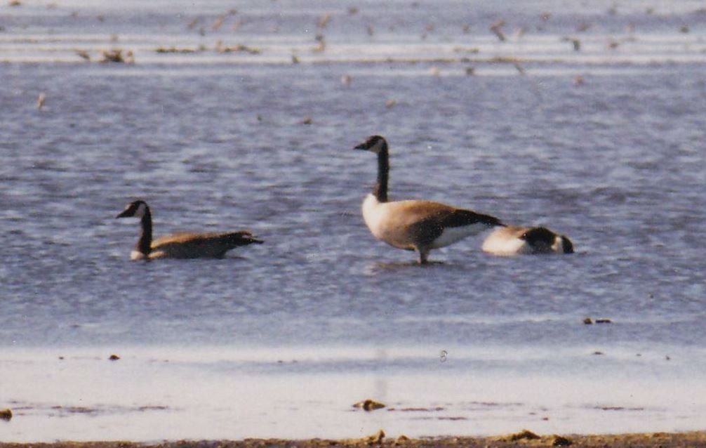 Canada Goose (canadensis Group) - ML48451331