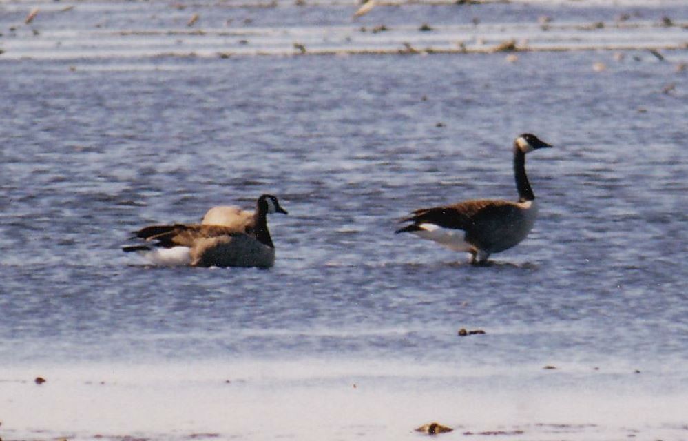 Canada Goose (canadensis Group) - Bill Pranty