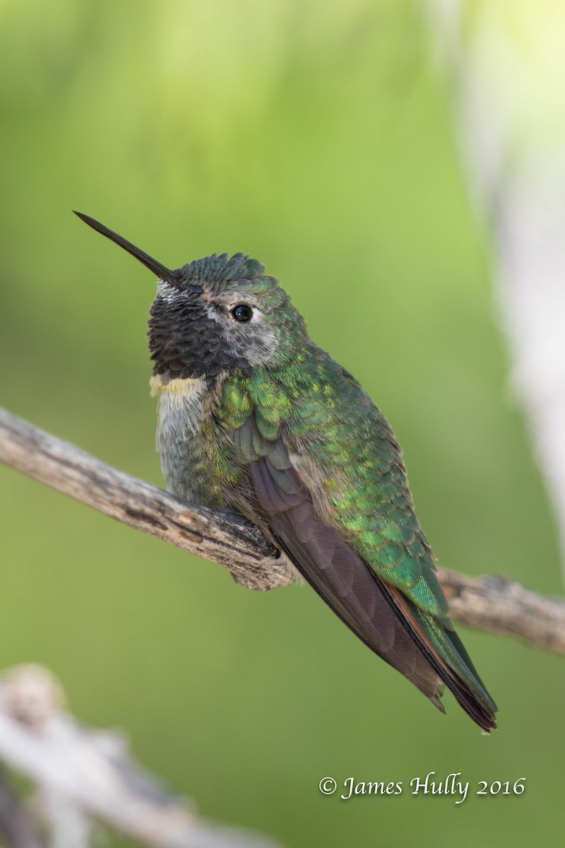 Broad-tailed Hummingbird - ML48451481