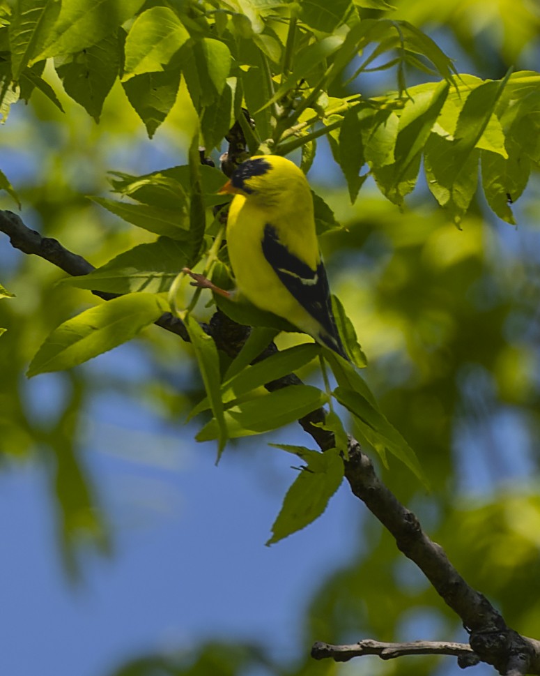 American Goldfinch - Gary Leavens