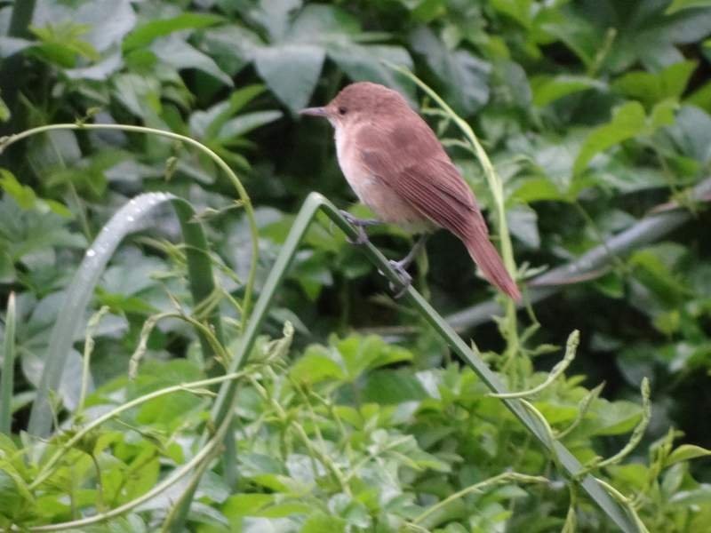 Common Reed Warbler (African) - Catherine McFadden