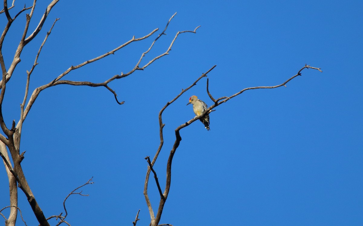 Golden-fronted Woodpecker (Northern) - ML484517461
