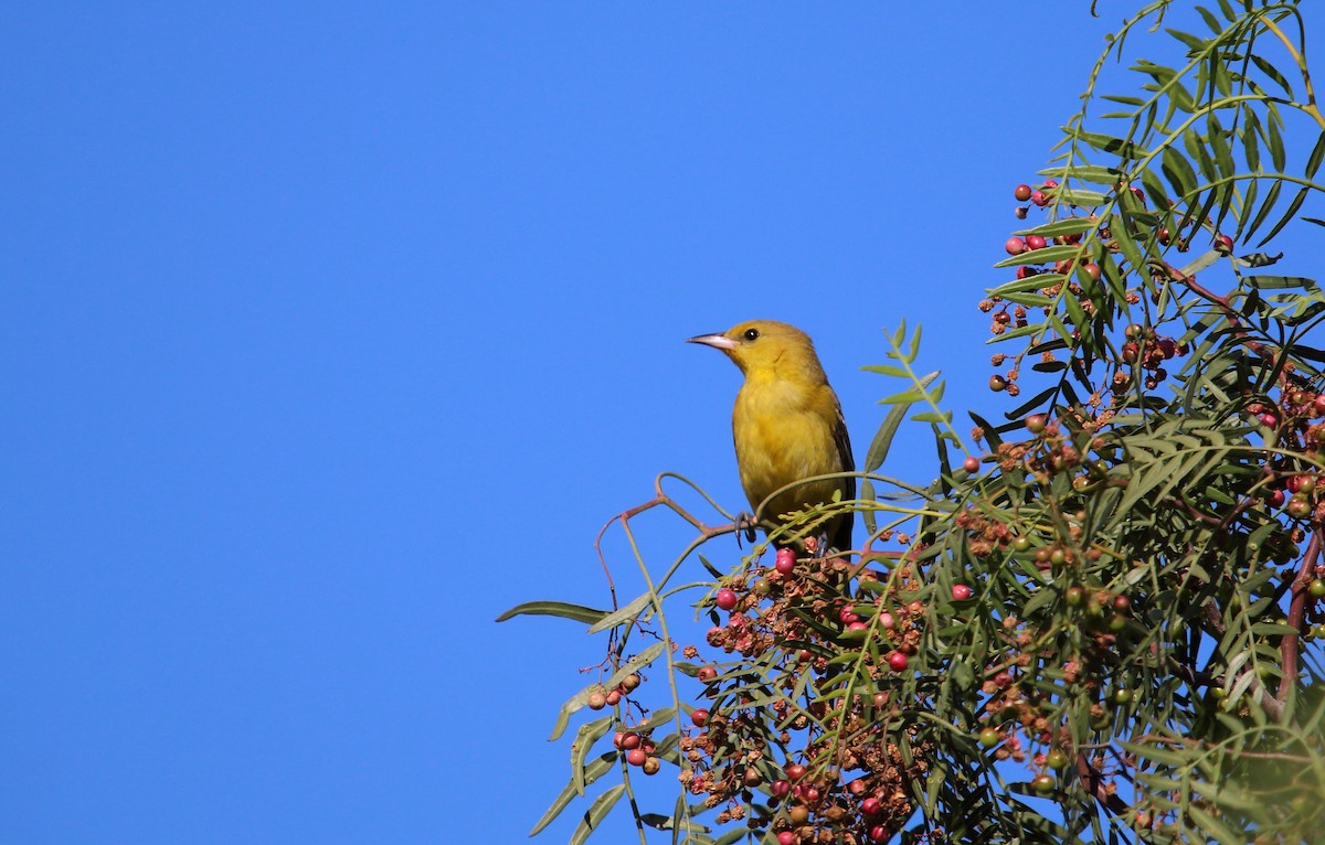Orchard Oriole (Orchard) - ML484517951